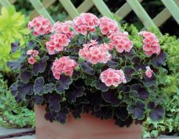 Tips for voksende sone geranium