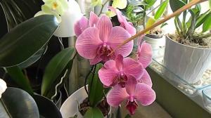 Fuktighet ved orkideer dyrking
