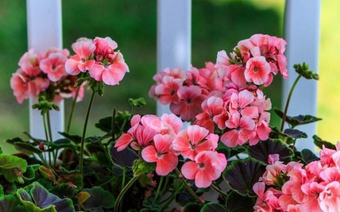 Den største fordelen med hjemmet geranier - en fantastisk blomst på lite krevende! (Geraniumguide.com)