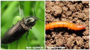 Wireworms retreater, og hvis du graver litt håndtak. Note hyttefolk "Fra lekk"