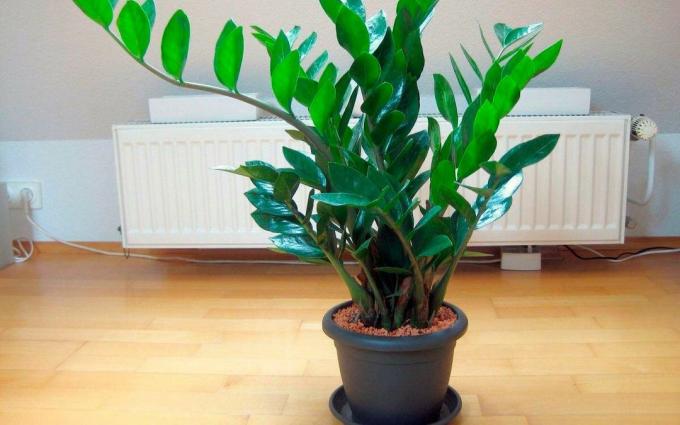 Forresten. Zamioculcas - saftig. Derfor potteplante sjelden må vannes, og det er ikke nødvendig å sprøyte i det hele tatt. Vel, hvis du virkelig ønsker