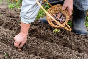 Høsten innhøsting: plante trær, busker, blomster og grønnsaker