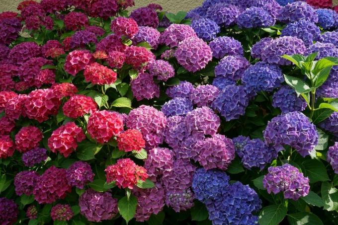 Hver gartner kan endre fargen på hortensia uten "fargestoffer", drar nytte av de naturlige egenskapene til bush