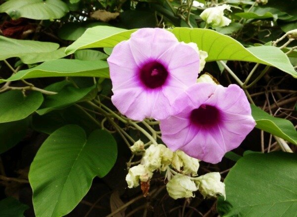 Hawaiian Rose - et stoff som ligner på LSD | ZikZak