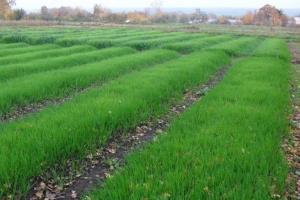 Rye-grønn gjødsel: planting i høst vil øke fruktbarheten og høste av grønnsaker skyldes organisk