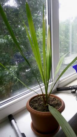 Young palmetre vokst fra en stein i hjemmet, i vinduskarmen