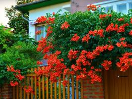 Mest Curly blomster til hagen