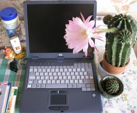 Cactus ved datamaskinen. Bilde fra Internett