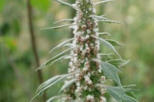 Motherwort: terapeutiske egenskaper og kontraindikasjoner, som tar