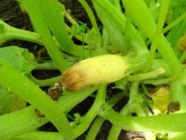 Eggstokk squash gul, råte og falle av: ⚡ hva du skal gjøre for å redde avlingen i hagen