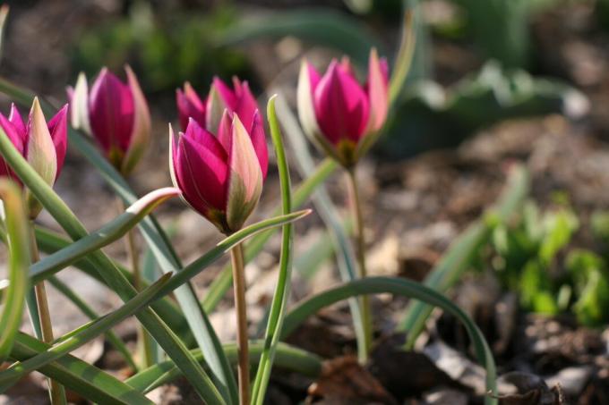 Advarsel! Lav voksende tulipaner - unntak. Voksen pærer er plantet i en dybde på 10 cm. Foto: violet-bryansk.ru