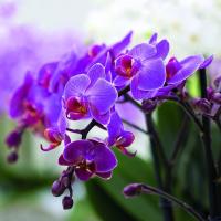 Hva er vanlig i Phalaenopsis orkideer og desembristene?
