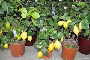 Hvordan å vokse fruiting sitron og mandarin fra en stein