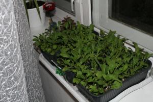 Hvordan å vokse arugula på balkongen