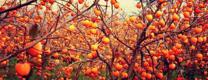Persimmons vokser på trær, men det er ansett som et bær | ZikZak