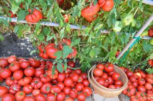 De nedre blader er, desto høyere er utbyttet av tomater (spesiell modus gjødsling og vanning)