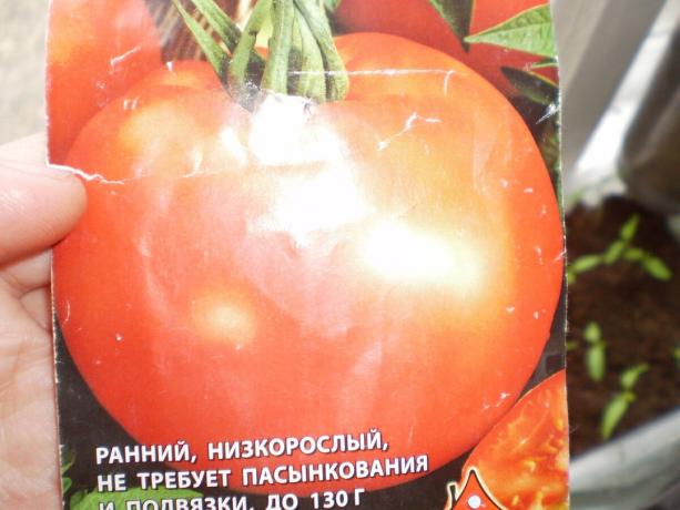 Variasjonen av tomat "Hvit fyller 241 