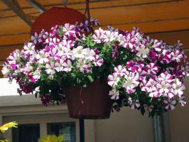 Petunia hang-Downing hvor mange brikker og hvordan du kan plante i potter