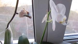 Årsakene til å falle av knopper i orkideer