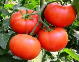Unike varianter av tomater - "Bobcat F1". Hybrid som rost av mange gartnere.