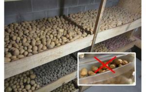 Feil i potet lagring. Hvordan du oppbevarer poteter.