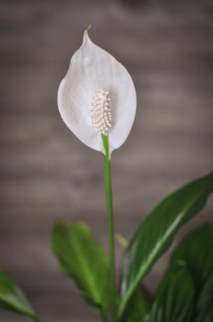 Så min unge zatsvol Spathiphyllum for første gang! Ikke uten gjødsling, selvfølgelig.