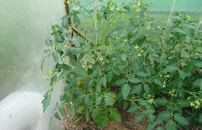 11 juni 2019, Kursk. To bush tomat determinant av en type mycorrhizal og uten knapt forskjellig.