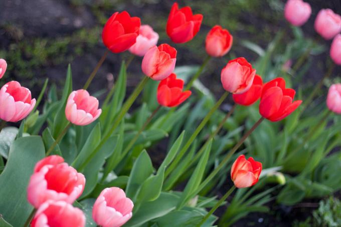 Jeg vokser enkle varianter av tulipaner (se bildet), men har tenkt å bestille med lys lilla frynser. Hvis jeg kan finne!