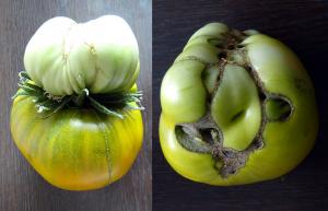 Sannheten om den doble blomster i tomater, fjerne eller ikke