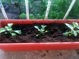 Petunia i kasser og potter: hvor mye og jord som trengs for vekst og blomstring