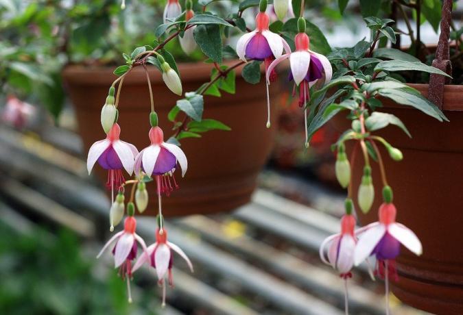 Young Fuchsia vokser raskt til en anstendig størrelse busk ( http://purichvalera.com)