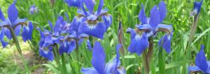 Hvordan lage en hage av iris mesterverk: parsing strømningene planter 🌸