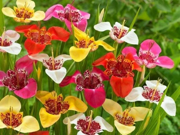Lyse blomster - eye candy. Bilde for artikkelen tatt som illustrasjoner fra Internett