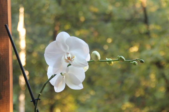 Min hvit Phalaenopsis sommer blomstret for første gang etter kjøp. Hold en artikkel på sin side på det sosiale nettverket, for ikke å tape og å dele med venner!