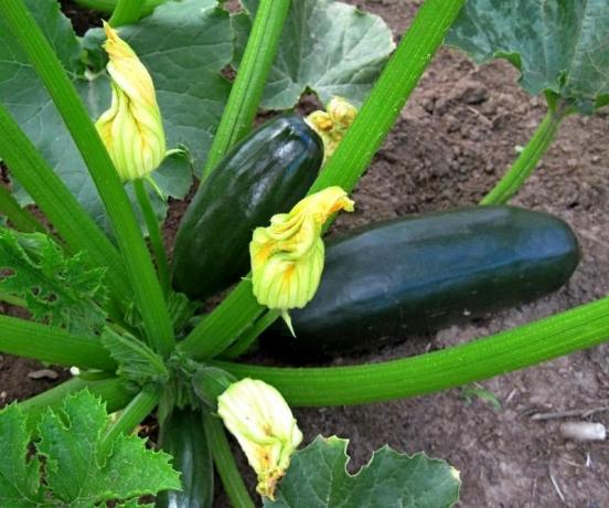 Modning zucchini. Bilde fra Internett