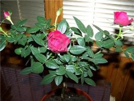 Rose på en vinduskarm - hemmeligheter rikelig blomstring