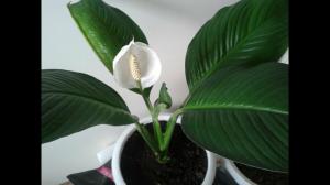 Giftig for katter Spathiphyllum eller ikke? Hva hvis kjæledyret er forgiftet