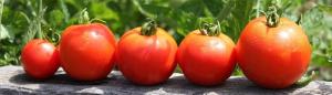 Planting tomater for vinteren? Ja! Tidlig spiring og innhøsting