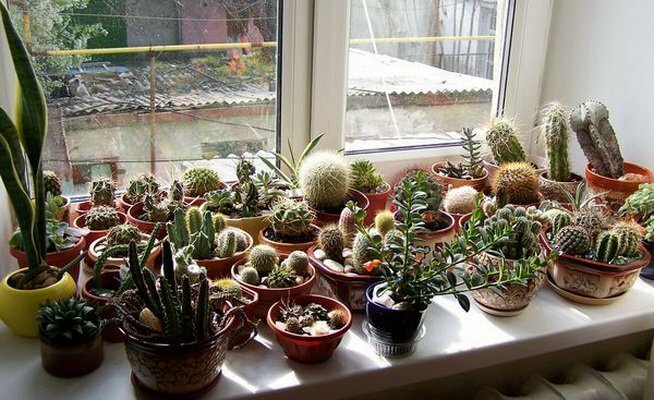 Innsamling av kaktus på sør-vinduet