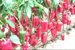 Hvilke planter bør ikke plantes nær Pepper, ellers opphold uten en avling.