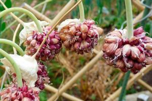Alltid med god vinter hvitløk: pærer bør plantes Air