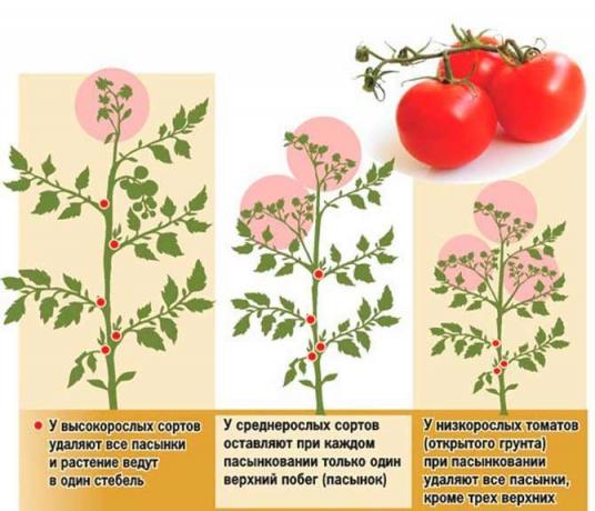 Pasynkovanie tomat har flere ordninger | Kilde bilde my-fasenda.ru