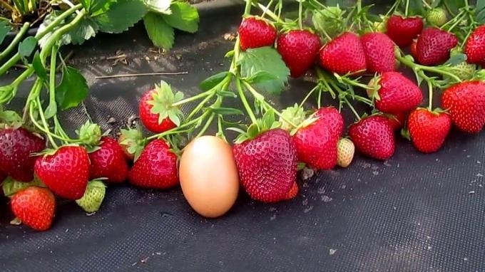 Vintage store og søte jordbær (Foto fra Internett)