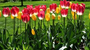 Cutting av tulipaner: Har skade anlegget og hvordan du gjør?