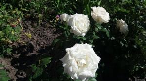 Secrets of rose dyrking