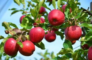 Hva om eple og plomme ikke bære frukt?