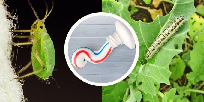 Tannkrem vil avlaste deg av kål hvit sommerfugl og bladlus