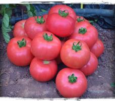 5 varianter av store og kjøttfulle tomater