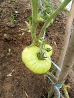 Tomater i juli. Forebygging apikale råte og fôring
