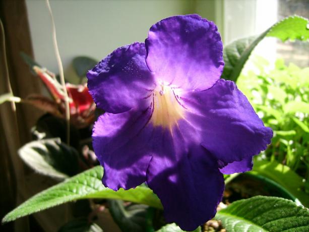 Store blomster - En av de viktigste fordelene med strepokarpusa